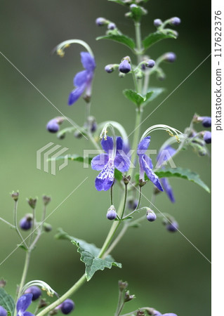 花朵讓人想起帆船 花朵讓人想起帆船 117622376