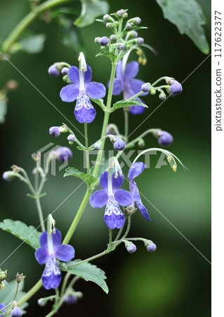 Flowers reminiscent of sailing ships 117622377