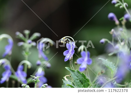 Flowers reminiscent of sailing ships 117622378