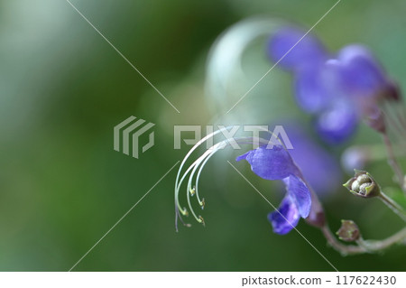 Flowers reminiscent of sailing ships 117622430