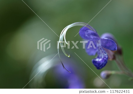 Flowers reminiscent of sailing ships 117622431