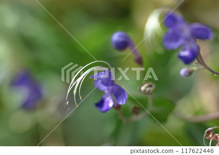 Flowers reminiscent of sailing ships 117622446