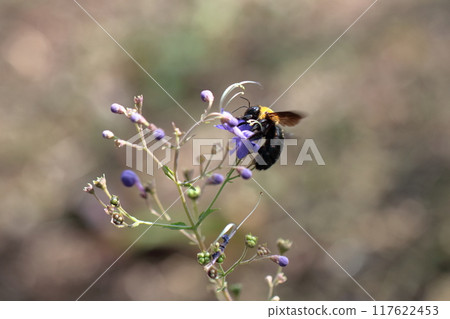 花朵讓人想起帆船 117622453