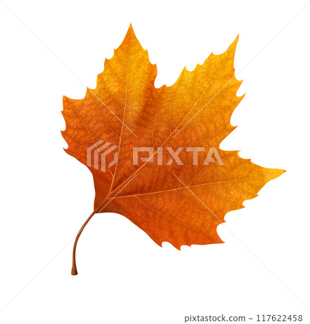Fallen leaves illustration plane tree realistic Fallen leaves illustration plane tree realistic 117622458