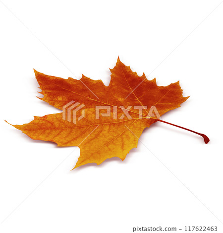 Fallen leaves illustration plane tree realistic 117622463