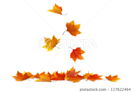 Fallen leaves illustration plane tree realistic 117622464