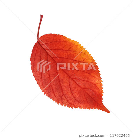 Fallen leaves illustration realistic 117622465