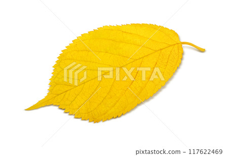 Fallen leaves illustration real Fallen leaves illustration real 117622469