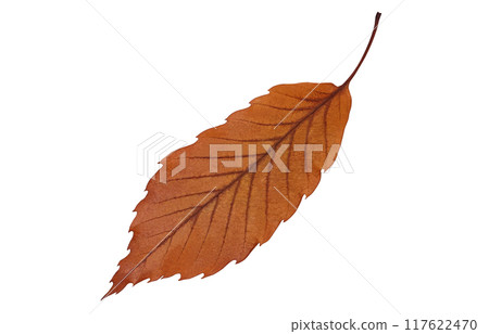 Fallen leaves illustration real Fallen leaves illustration real 117622470