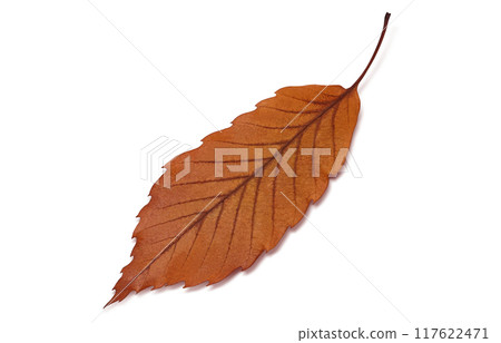 Fallen leaves illustration real 117622471