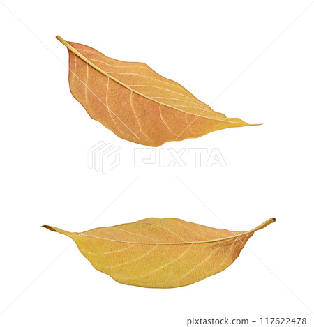 落葉插畫真實 117622478