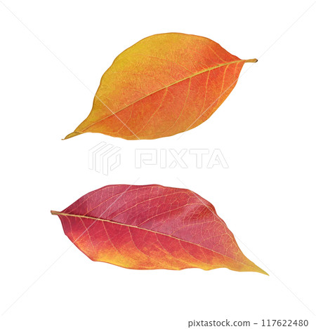 落葉插畫真實 117622480