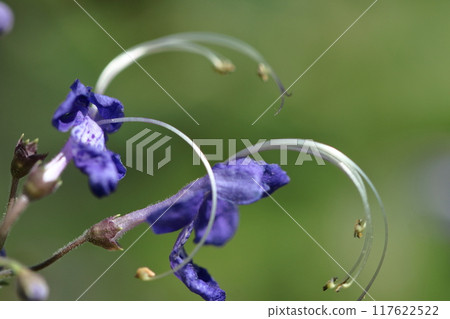 Flowers reminiscent of sailing ships Flowers reminiscent of sailing ships 117622522