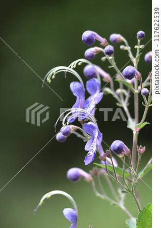 Flowers reminiscent of sailing ships 117622539