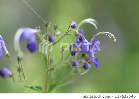 Flowers reminiscent of sailing ships Flowers reminiscent of sailing ships 117622540