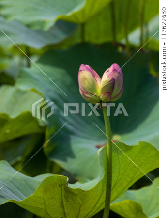 岩手縣盛岡市彩虹蓮花園 岩手縣盛岡市彩虹蓮花園 117622630