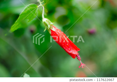 Malvaviscus arboreus , a flower of the hibiscus family Malvaviscus arboreus , a flower of the hibiscus family 117622667
