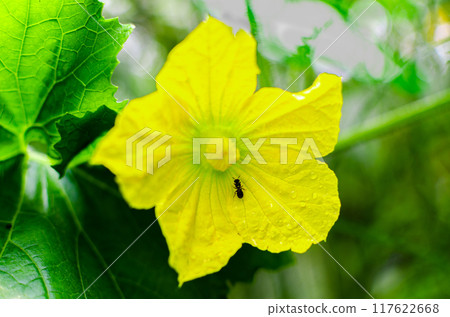 Ant on an ash gourd flower vine and leaves Ant on an ash gourd flower vine and leaves 117622668