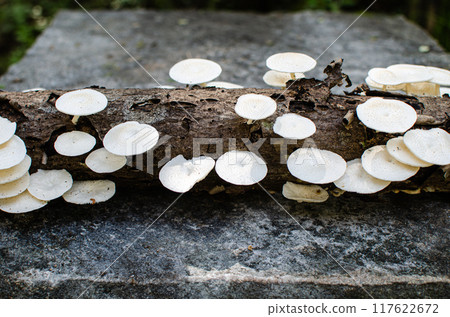 White mushrooms on a dead wood White mushrooms on a dead wood 117622672