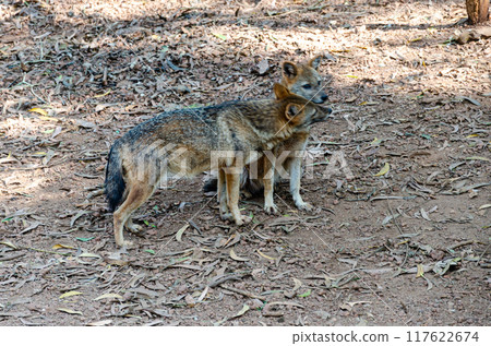 A pair of Jackals A pair of Jackals 117622674