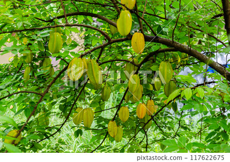 Star fruits on tree 117622675