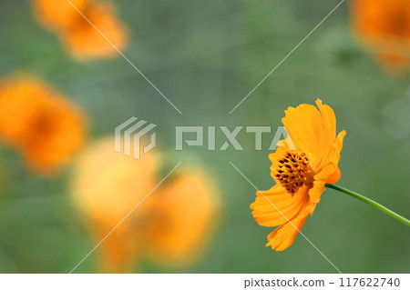 Bloom in the autumn wind Bloom in the autumn wind 117622740