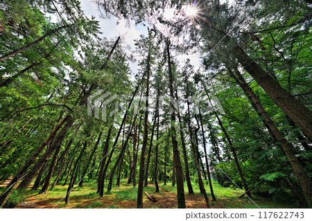 Shiribetsu的松原 117622743