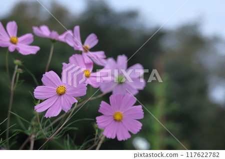 在秋風中綻放 117622782