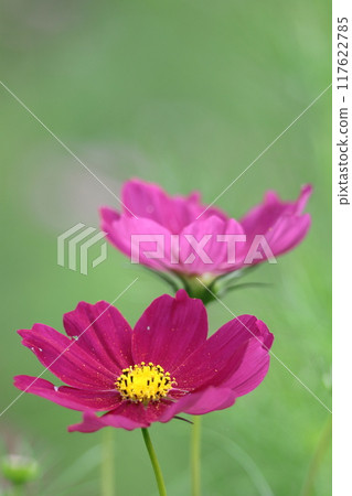 Bloom in the autumn wind Bloom in the autumn wind 117622785