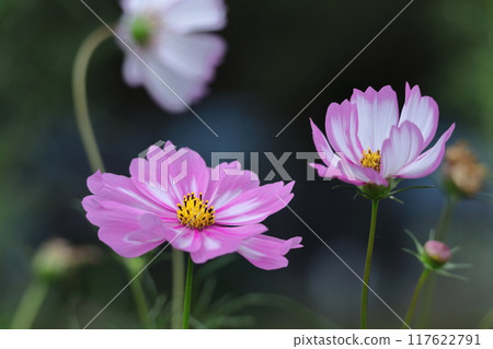 Bloom in the autumn wind Bloom in the autumn wind 117622791