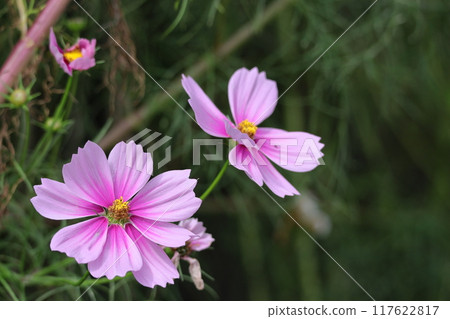 Bloom in the autumn wind 117622817