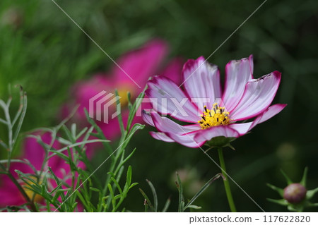 Bloom in the autumn wind 117622820