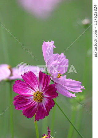 Bloom in the autumn wind 117622824