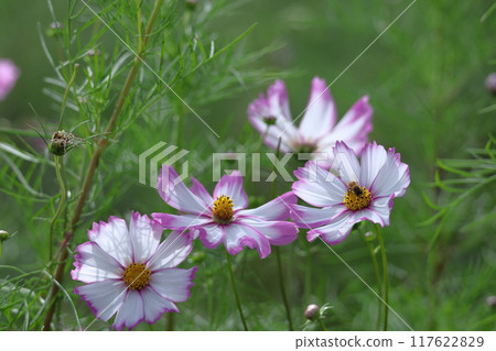 Bloom in the autumn wind Bloom in the autumn wind 117622829