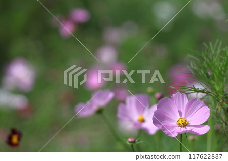 Bloom in the autumn wind 117622887