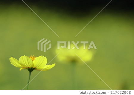Bloom in the autumn wind Bloom in the autumn wind 117622908