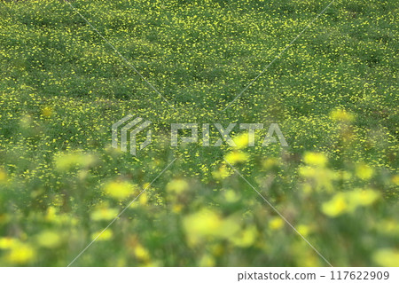 在秋風中綻放 117622909