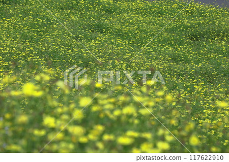 在秋風中綻放 117622910