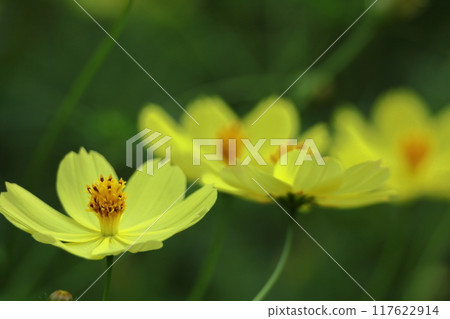 Bloom in the autumn wind Bloom in the autumn wind 117622914