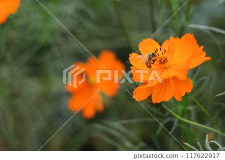 Bloom in the autumn wind 117622917