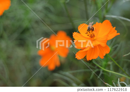 Bloom in the autumn wind Bloom in the autumn wind 117622918