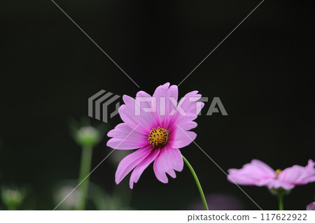 Bloom in the autumn wind Bloom in the autumn wind 117622922