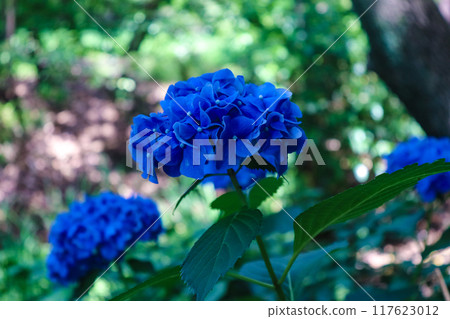 [Kyoto Scenery] Kanshuji Temple - Elegant Hydrangeas 117623012