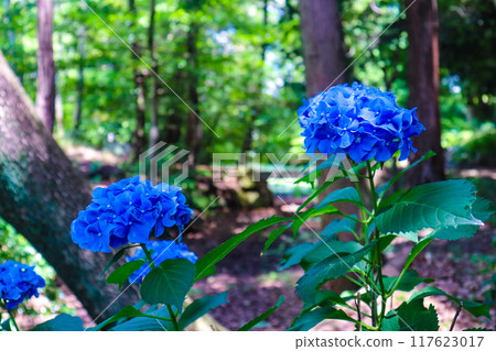 [Kyoto Scenery] Kanshuji Temple - Elegant Hydrangeas 117623017