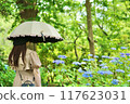Hydrangeas on the Sogo approach 117623031