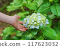 Hydrangeas on the Sogo approach 117623032
