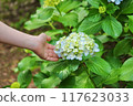 Hydrangeas on the Sogo approach 117623033