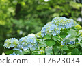 Hydrangeas on the Sogo approach 117623034