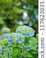 Hydrangeas on the Sogo approach 117623035