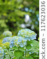 Hydrangeas on the Sogo approach 117623036